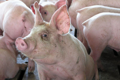 Giá cả thị trường hôm nay (26/12): Giá lợn hơi tại miền Bắc quanh ngưỡng 36.000 đồng/kg