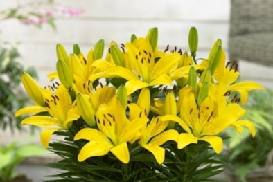 Tự tay trồng hoa ly lùn vào chậu tại nhà nở đúng dịp Tết cực kỳ đơn giản