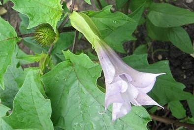 Cây độc: Cà độc dược trồng phổ biến làm cảnh nhưng lại chứa chất độc bảng A