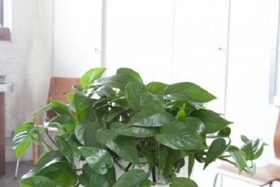 Cây độc: Cây trầu bà 'vô địch' hút khí độc, nhưng có thể gây nguy hiểm nếu trồng tại nhà