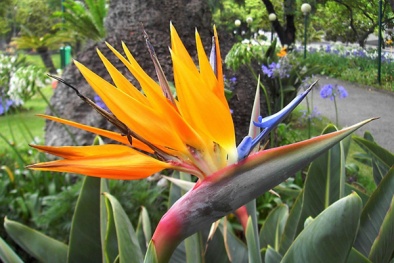 Cây độc: Thế hoa bay bổng như loài chim thần thoại, nhưng hoa thiên điểu lại cực độc