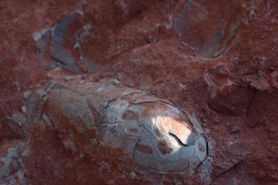 Trứng khủng long 130 triệu năm vừa được phát hiện tại Trung Quốc