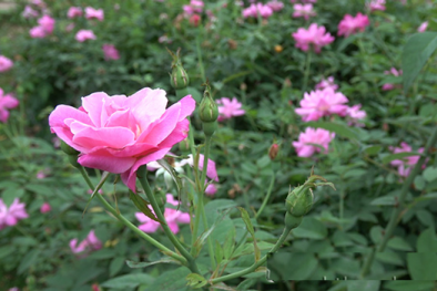 Kỹ thuật trồng hoa hồng quế mang hương thơm nồng nàn quyến rũ ngày Xuân
