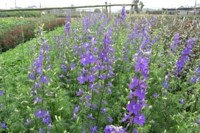 Kỹ thuật trồng hoa violet nở đúng dịp Tết chỉ vài bước đơn giản