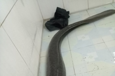 Cá lệch 'khủng' mắc lưới ngư dân Nghệ An ngày đầu năm 2018