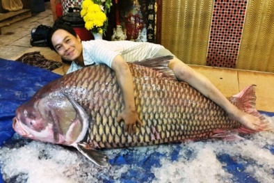 Đại gia Việt mạnh tay chi tiền săn cá hô ‘khủng’ làm tiệc đón Tết