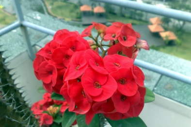 Cây độc: Trong nhà có trẻ nhỏ, bạn không nên trồng Xương Rồng Bát Tiên vì lý do này!