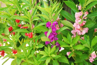 Kỹ thuật trồng cây hoa móng tay cho vườn nhà rực rỡ sắc hương