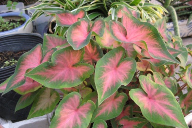 Cây độc: Chuyên gia khuyến cáo nên tránh xa, nhưng môn kiểng vẫn được trồng trong nhà