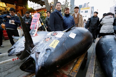 Cá ngừ ‘khủng’ 405 kg đại gia chốt mua giá 7,2 tỷ gây choáng