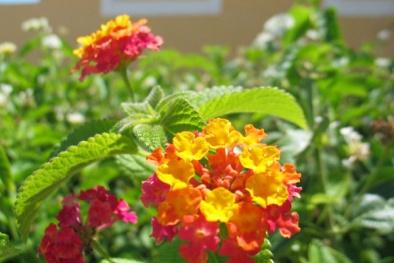 Cây độc: Cây thơm ổi có hoa luôn rực rỡ nhưng phải cảnh giác trước chất độc trong quả