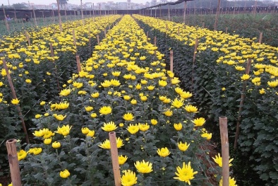 Thị trường hoa Tết: Người dân lo hoa nở không kịp Tết Mậu Tuất 2018