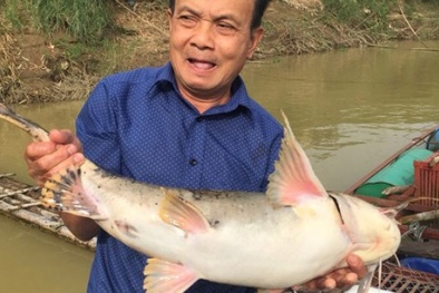 Hà Giang: Đưa cá chiên quý hiếm vào lồng nuôi nhốt