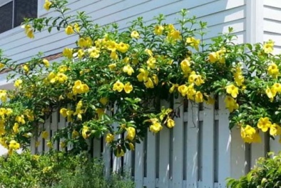 Cây độc: Huỳnh anh được trồng khắp nơi nhưng không phải ai cũng biết nó chứa chất kịch độc