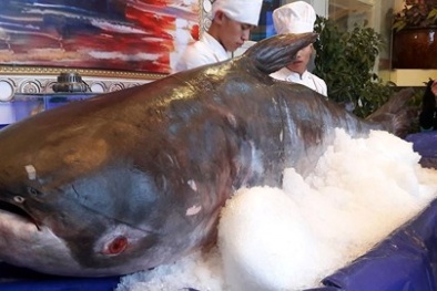 Hà Tĩnh: Xôn xao cá tra dầu 'khủng' 156 kg, dài hơn 2m giá trăm triệu đồng