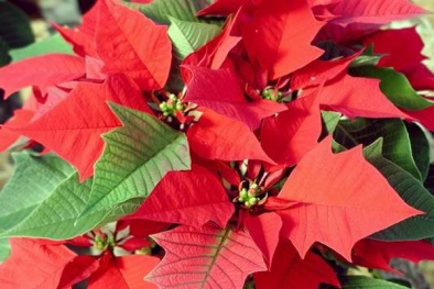 Cây độc: Hoa trạng nguyên có thể gây phát ban, khó thở và hạ huyết áp