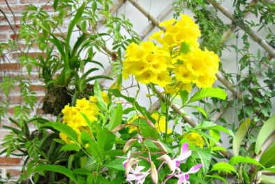 Kỹ thuật trồng cây chuông vàng cải thiện không khí và mang may mắn cho gia chủ