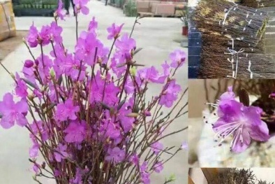 Bà nội trợ Hà thành ‘phát sốt’ với hoa ‘đỗ quyên ngủ đông’ như bó củi khô giá 200 nghìn đồng