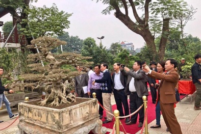 Xôn xao đại gia Hà Nội chi 8 tỷ mua 'đứt’ siêu cây, mở tiệc khao linh đình