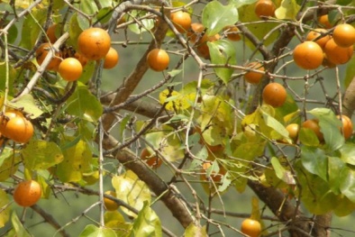 Cây độc: Quả mã tiền giống quả cam, nhưng có thể gây tử vong nếu ăn nhầm