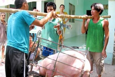 Giá cả thị trường ngày 15/1: Giá lợn hơi tại miền Bắc vẫn dẫn đầu cả nước