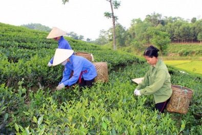 Thái Nguyên: Đẩy mạnh ứng dụng KH&CN để tăng năng suất sản phẩm nông nghiệp