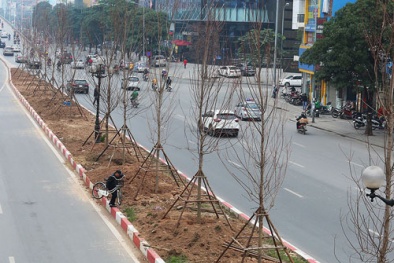 Trồng cây phong lá đỏ trên phố Hà Nội, chuyên gia ý kiến trái chiều
