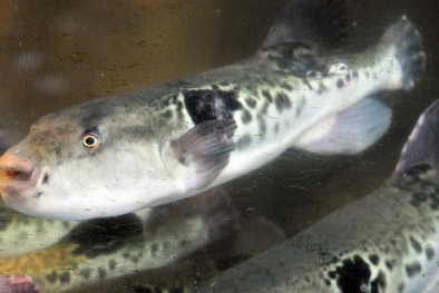 Siêu thị bán cá nóc chứa gan độc khiến cả thành phố hỗn loạn