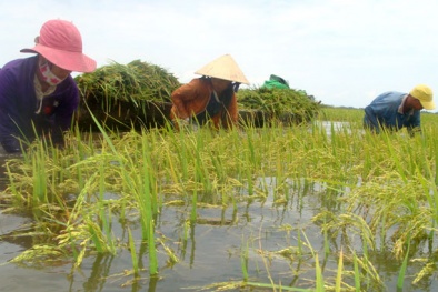 Xử phạt hơn 1,2 tỷ đồng vi phạm trong lĩnh vực nông nghiệp