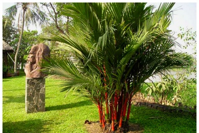 Kỹ thuật trồng cây cau kiểng đỏ trước nhà mang may mắn, thịnh vượng cho gia chủ