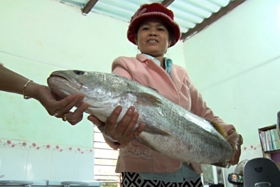 Quảng Nam: Bắt được cá lạ dài gần 1 mét nghi cá sủ vàng quý hiếm 
