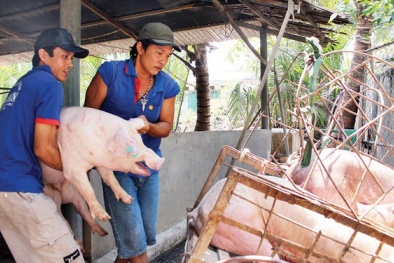 Giá cả thị trường ngày 20/1: Giá lợn hơi tại miền Bắc tiếp tục tăng nhẹ một vài tỉnh