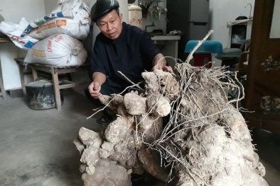 Nghệ An: Xôn xao củ khoai lộ ‘khủng’ nặng gần 70 kg nhìn như gốc cây cổ thụ