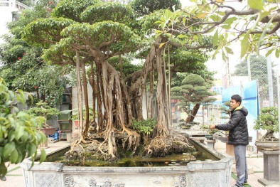 Xôn xao đại gia Hà Nội chi 5 tỷ 'mua đứt' cây sanh nổi tiếng bậc nhất Việt Nam