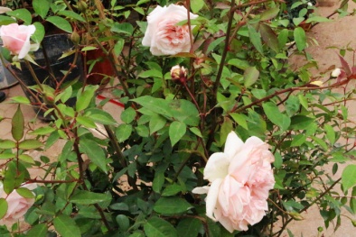 Chăm sóc hoa hồng đào cổ và kỹ thuật cắt tỉa giúp hoa nở rực rỡ đón Xuân sang