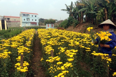 Tết Mậu Tuất 2018: Những vườn hoa ngoại thành Hà Nội đã sẵn sàng ‘bung lụa’