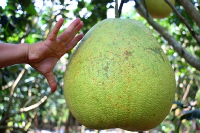 Tiền Giang: Choáng bưởi ‘khổng lồ’ 8 kg/quả giá tiền triệu bày Tết