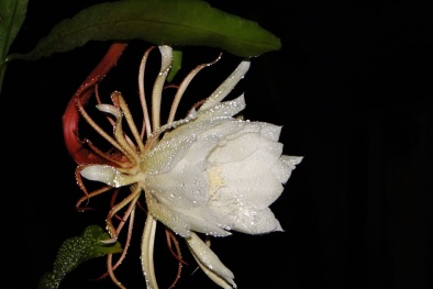 Kỹ thuật trồng cây hoa Quỳnh Giao nở quanh năm mang hương thơm nồng nàn