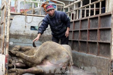 Đã có gần 2.200 con gia súc bị chết, chú ý dự báo thời tiết để giảm thiểu thiệt hại	