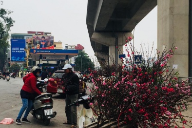 Đào Nhật Tân xuống phố phục vụ cúng Rằm tháng Chạp có giá rẻ bất ngờ