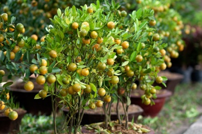 Tết Mậu Tuất: Quất mini giá rẻ hút người dùng trưng Tết