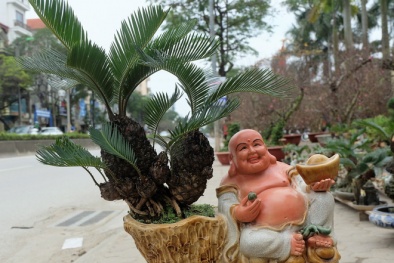 Ngắm vạn vạn tuế mini đang được người Việt ‘săn lùng’ chơi Tết