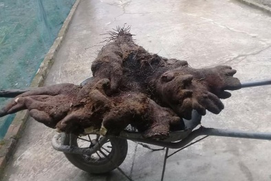 Xôn xao vợ chồng cụ ông đào được củ khoai vạc nặng 37 kg, trả 15 triệu đồng không bán