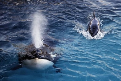 Kinh ngạc cá voi ‘sát thủ’ biết nói tiếng người duy nhất thế giới