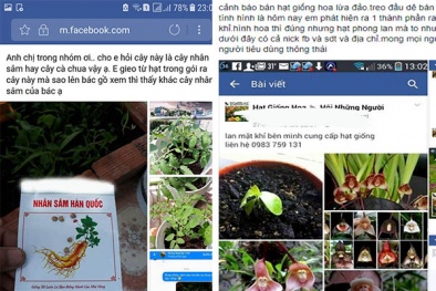 Cảnh giác khi mua hạt giống cây trồng kiểu ‘treo đầu dê bán thịt chó'