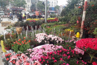 Tết Mậu Tuất 2018: Chợ hoa Hoàng Hoa Thám rực rỡ, tấp nập 'kẻ mua người bán'