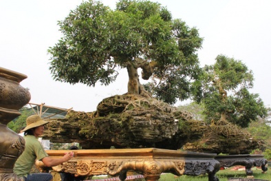 Choáng váng cặp cây sanh ‘rùa vàng cõng rồng’ giá 4 tỷ tại TP.HCM