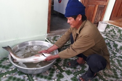 Ninh Thuận: Câu được cá 'lạ' 5 kg nghi cá sủ vàng quý hiếm