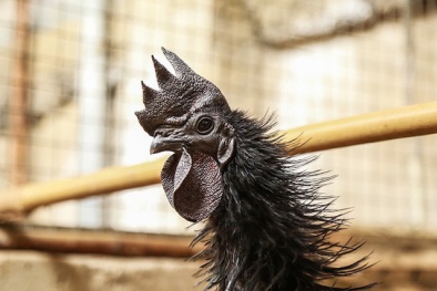 Gà ‘mặt quỷ’, gà ‘kỳ lân’ đắt đỏ được nhiều đại gia ‘săn lùng’ ‘độc’ cỡ nào?