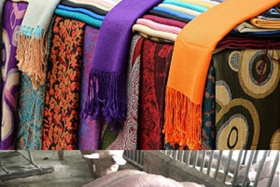 Cảnh báo nổi bật trong nước và thế giới năm 2017